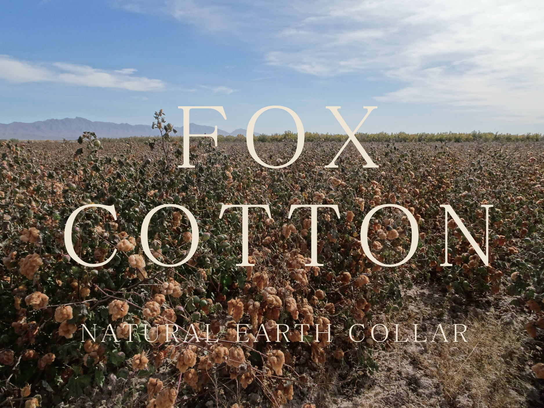 FOX COTTON